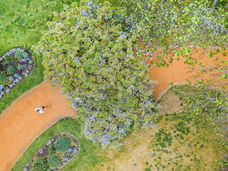 Aerial view of a runner on a garden path lined with flower beds