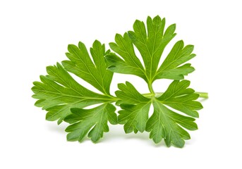 A sprig of fresh green parsley with detailed leaves isolated on a clean white background in a studio shot