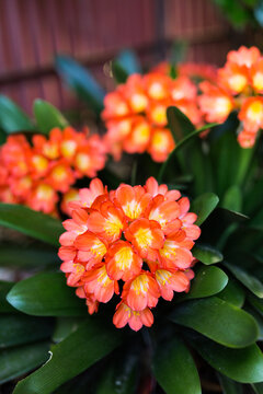 Orange clivia flower in a garden