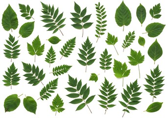 An assortment of different green leaves arranged on a white background in a flat lay composition
