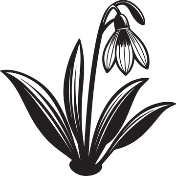 recommend clip art: snowdrop flower isolated on black