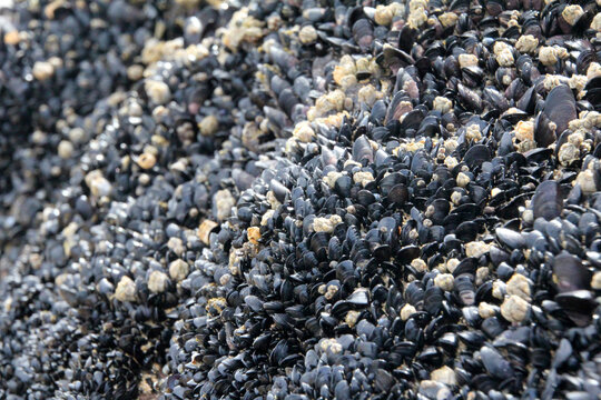 Small black mussels covering rock