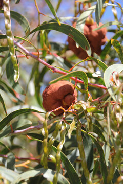 Eucalyptus gall
