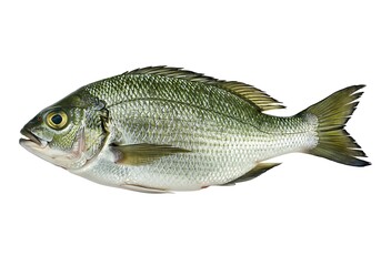 A single silver and green fish with scales and fins on a white background is shown in full view