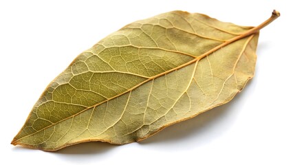 Dried bay leaf isolated on white background