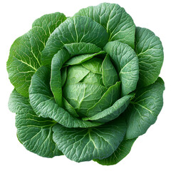 Fototapeta premium Fresh green lettuce head close up image