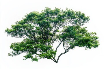 Obraz premium Lush green tree against white background