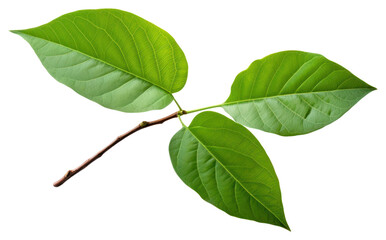 Obraz premium PNG Avocado tree leaf plant white background annonaceae.