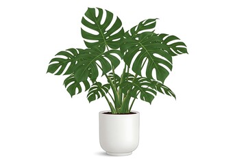 A monstera plant with large green leaves in a white pot isolated on a white background studio shot