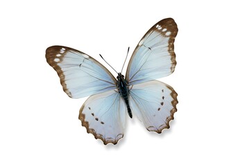 Isolated pale blue butterfly with brown wing edges and small spots on a white background center view