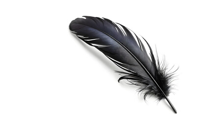 Elegant black feather art studio setting photography minimalist close-up nature inspiration