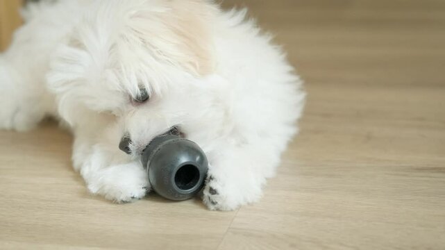 A playful Maltese puppy chews a black learning toy on a wooden floor, enjoying a fun moment that nurtures growth, curiosity, and emotional well-being. at home. 4k footage
