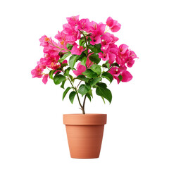 Fototapeta premium Bougainvillea plant in a terracotta pot isolated on white background