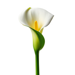 Single white calla lily flower isolated on a white background