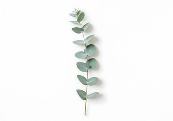 Eucalyptus branch with round blue green leaves isolated on a white background in a studio shot