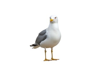 Obraz premium A full body shot of a seagull standing upright against a completely white background looking to the left
