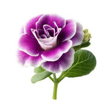Purple gloxinia flowers isolated on white background