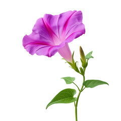 Purple morning glory flower isolated on white background