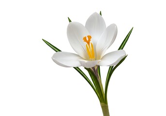 Close up of a white crocus flower with yellow stamen and green leaves on a white background