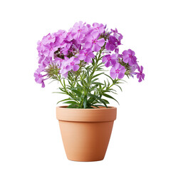 Fototapeta premium Pink phlox flowers in terracotta pot isolated on white background