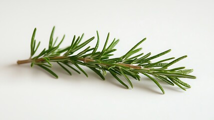 Fototapeta premium Rosemary herb isolated in natural light high resolution picture