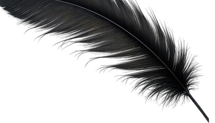 Obraz premium Black Feather Minimalist Art on White Background