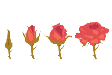 Vector illustration of a rose. The stage of blooming of a rose, flowers. Flat vector illustration of a rose.
