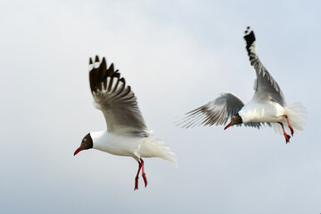 seagull in flight