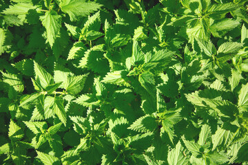 Growing green plants in the nature.