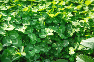 Growing green plants in the nature.