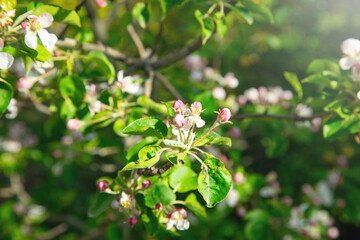 Flowering spring apple tree in the garden.