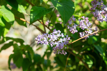 Blooming lilac flowers in the garden.
