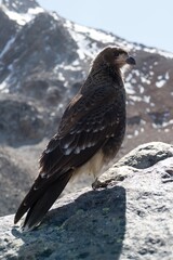 wild bird in patagonia nature