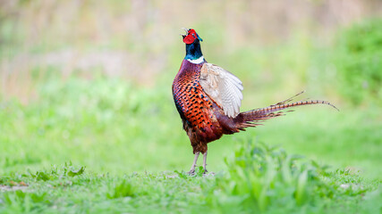 Ring-necked Pheasant yelling and flapping its wings on a ground heap in a meadow. Phasianus colchicus, Deux-Sèvres 79, région Poitou-Charentes, France, European Union, Europe