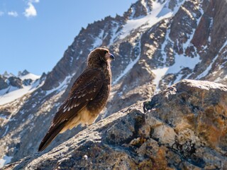 wild bird in patagonia nature