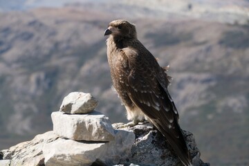 Fototapeta premium wild bird in patagonia nature