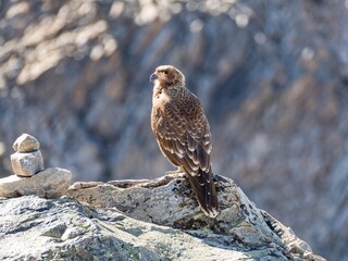 wild bird in patagonia nature