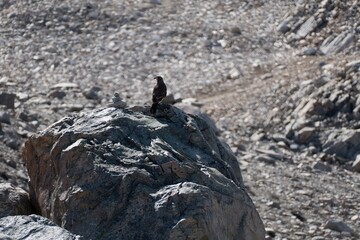 wild bird in patagonia nature