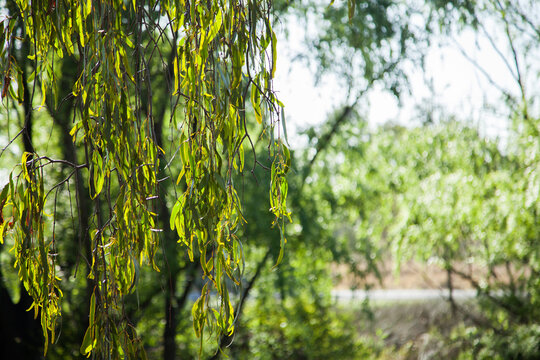 Green mistletoe plant hanging down from gum tree