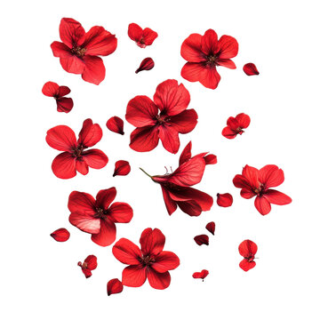 Scattered red flowers nature floral arrangement studio close-up. Isolated on transparent background, png.