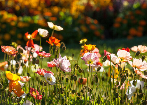 Spring flowers in a botanical garden