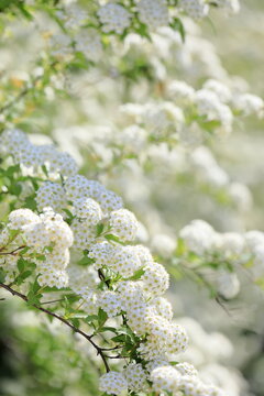 Reeves Spirea Images – Browse 489 Stock Photos, Vectors, and