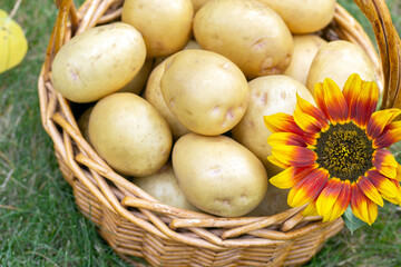 Wicker basket with homegrown organic Yukon Gold potatoes with sunflower, scene on the green grass...