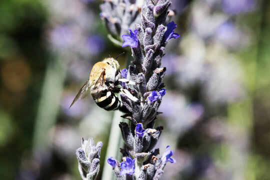 Native blue banded bee on lavender