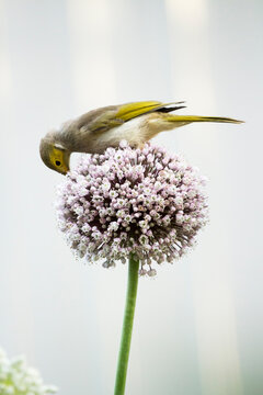 Honeyeater feeding on allium flowers, portrait