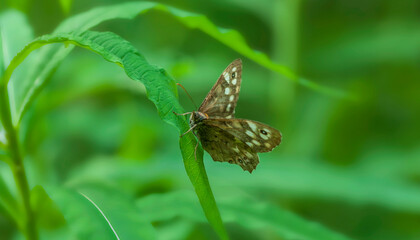 Melitaea diamina. A butterfly in its natural environment. Beautiful macro photography.
