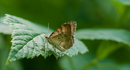 Melitaea diamina. A butterfly in its natural environment. Beautiful macro photography.