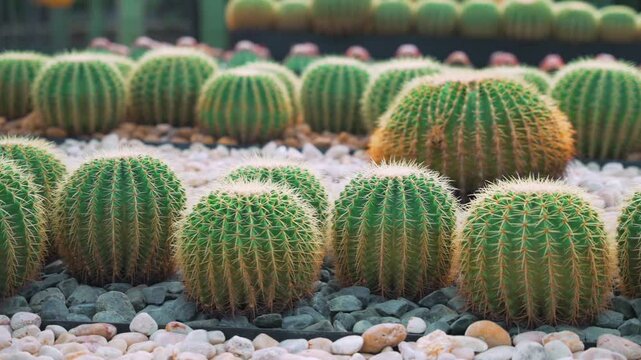 Golden barrel cacti growing among decorative stones. Close up panoramic shot