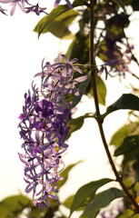 Closeup of bouquet of Petrea volubilis or purple wreath with variety shade of violet flowers on summer bright white sky background.