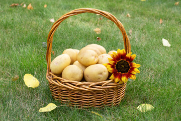 Wicker basket with homegrown organic Yukon Gold potatoes with sunflower, scene on the green grass in fall with yellow leaves.